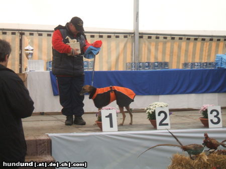 Whippet D�va Ultimatum sighthound-Trophy Seigerin 2009-2010.