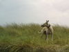 Whippet