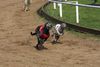 Whippet, Devaj Sir Winston & N�vo