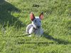 Miniatur Bullterrier, Zoey at 8 weeks
