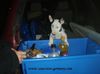 Miniatur Bullterrier, mmmhhh yumi food...