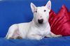 Miniatur Bullterrier, Eddy beim Fotoshooting1