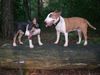 Miniatur Bullterrier, Meine 2 Rabauken^^