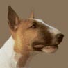 Miniatur Bullterrier, Miniature Bull Terrier Miniatur Bullterrier, Miniature Bull Terrier