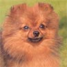 Zwergspitz, Deutscher Zwergspitz, Pomeranian Zwergspitz, Deutscher Zwergspitz, Pomeranian