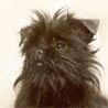 Affenpinscher