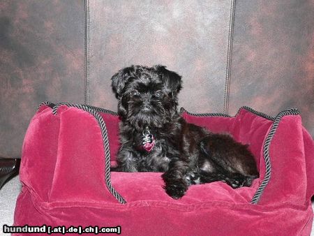 Affenpinscher Queen