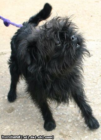 Affenpinscher Richard