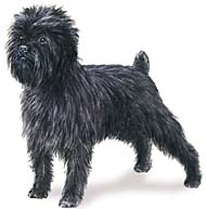 Affenpinscher Hunde Foto 163 Affenpinscher