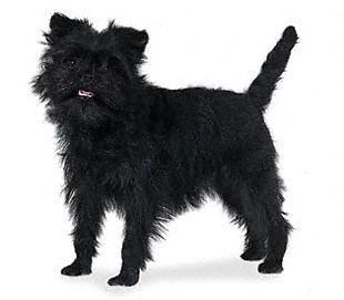 Affenpinscher