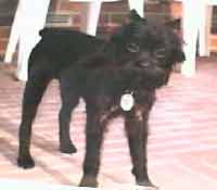 Affenpinscher