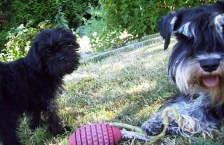 Affenpinscher Hunde Foto 42499 Affenpinscher 2 kleine Strolche - ULIX und QUAINO
