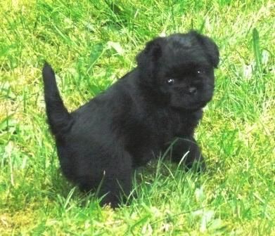 Affenpinscher Seska's Sohn