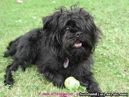 Affenpinscher Hunde Foto 13393 Affenpinscher Orlando von der Folgenquelle WT: 22.05.2003