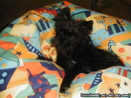 Affenpinscher Hunde Foto 13076 Affenpinscher Affenpinscher vom Pfefferhäuschen