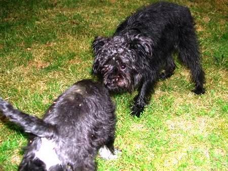 Affenpinscher Seska von der Folgenquelle - 