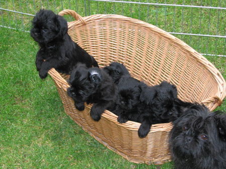 Affenpinscher B-Kinder vom Rangau mit 5 Wochen