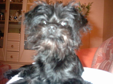 Affenpinscher meine kleine Phoebe