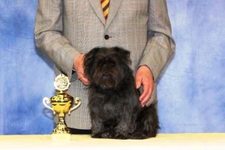 Affenpinscher Bundessieger 2008, Seska v.d. Folgenquelle