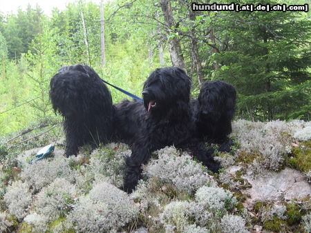 Affenpinscher