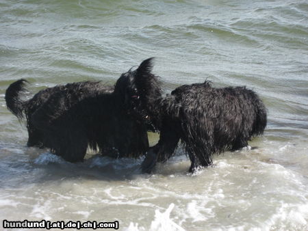 Affenpinscher