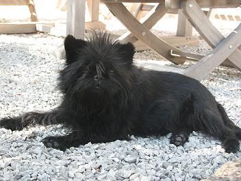 Affenpinscher Clara   ...   ohne Worte