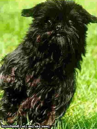 Affenpinscher Hunde Foto 7312 Affenpinscher Xelina vom Pfefferhäuschen, Int.Ch., Multi-Ch.