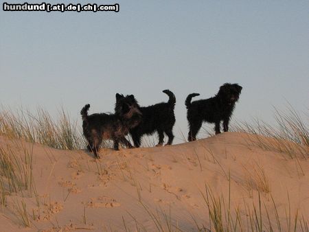 Affenpinscher Die Rangau-Affenpinscher im Urlaub auf Amrum