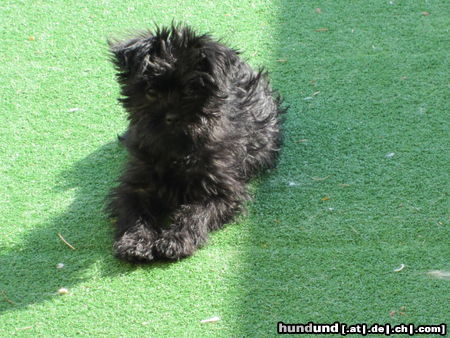 Affenpinscher Bonita vom Sonwendsteinblick