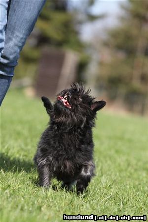 Affenpinscher Blümchen-Bee vom Rangau übt 