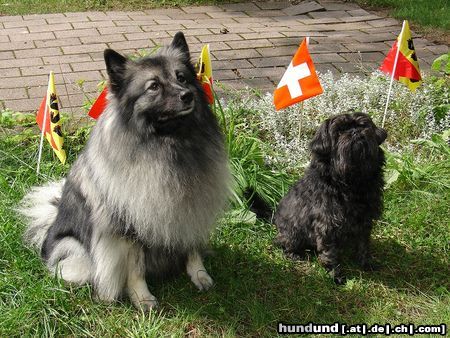 Affenpinscher Bettina vom Rangau mit Freundin Gioia 