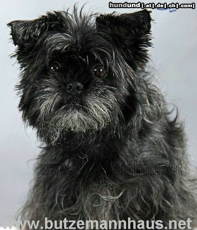 Affenpinscher Fusselfrieda vom Butzemannhaus