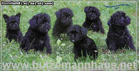 Affenpinscher Sechs Richtige Affenpinschernachwuchs vom Butzemannhaus