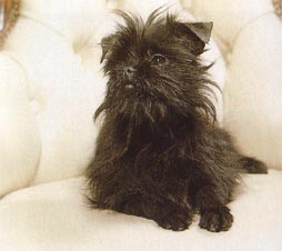 Affenpinscher