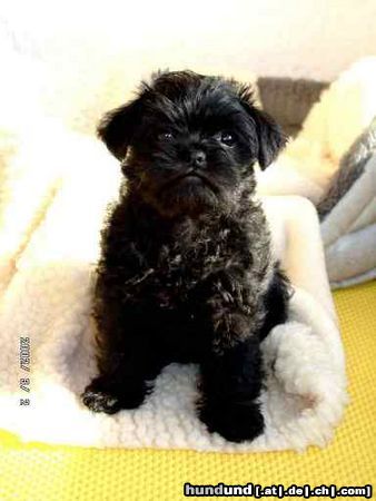 Affenpinscher Lakritznase Anni gen. Peggy