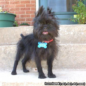 Affenpinscher Cleo