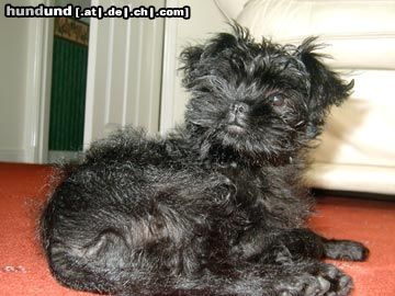 Affenpinscher Minni Maus