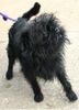 Affenpinscher Hund