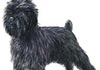 Affenpinscher Hund