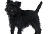 Affenpinscher Hund