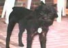 Affenpinscher Hund