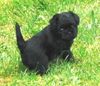 Affenpinscher Hund