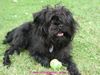 Affenpinscher Hund