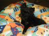 Affenpinscher Hund