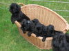 Affenpinscher Foto: B-Kinder vom Rangau mit 5 Wochen (ID 41995) Affenpinscher Hund