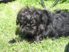 Affenpinscher Hund