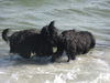 Affenpinscher Hund