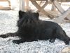 Affenpinscher Foto: Clara ... ohne Worte (ID 41977) Affenpinscher Hund