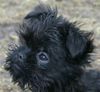 Affenpinscher Hund