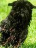 Affenpinscher Hund